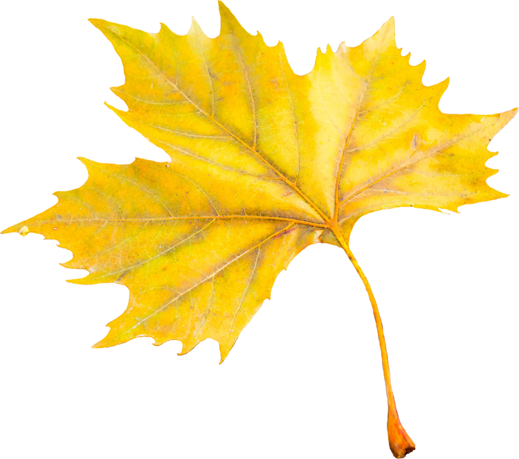 Autumn Leaf Cutout