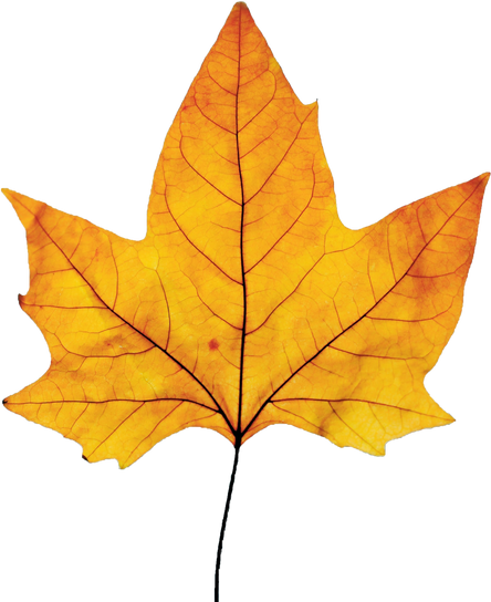 Yellow Autumn Leaf Cutout