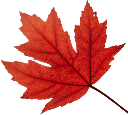 Autumn Maple Leaf